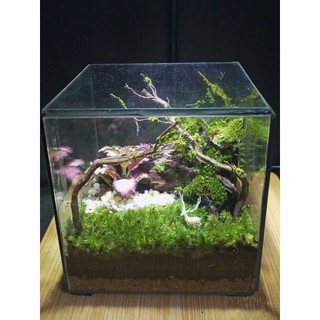 Combo Terrarium tự set up có hướng dẫn từ shop món quà ý nghĩa dành cho dịp quan trọng