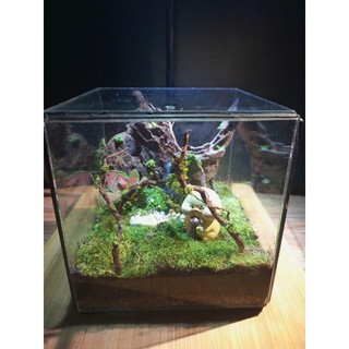 Terrarium " Mộng Sơn Thủy "  Terrarium Phong Thủy - Quà Tặng Doanh Nghiệp Sang Trọng và Ý nghĩa )