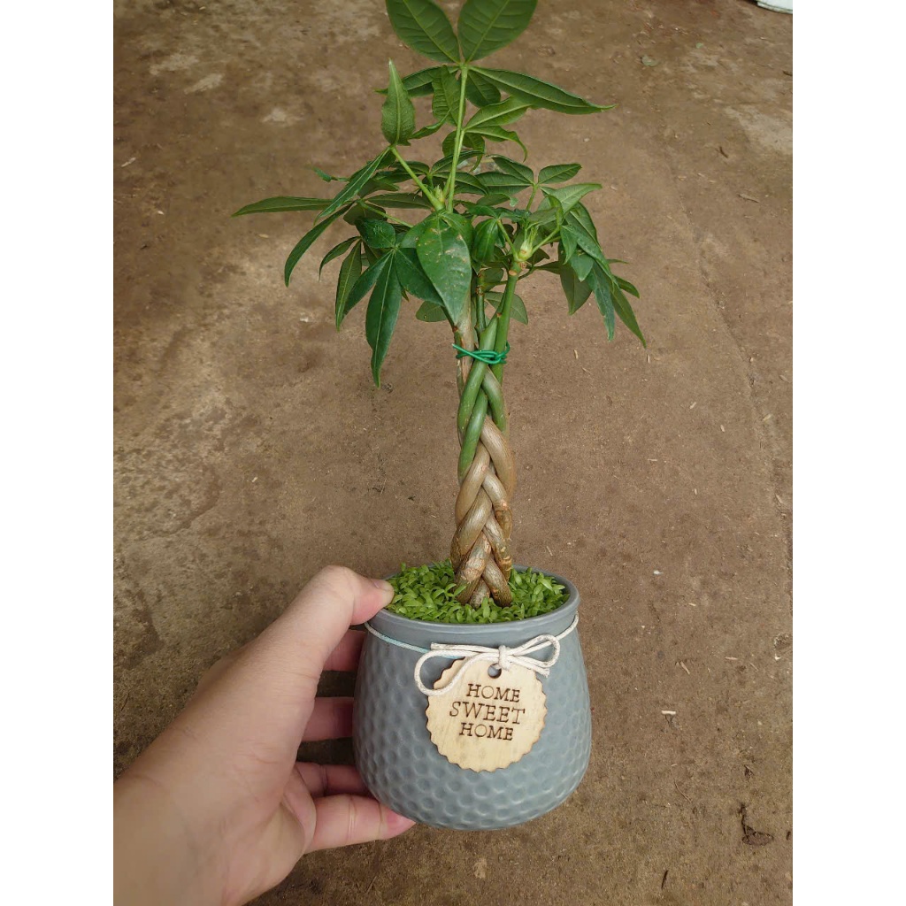 Cây kim ngân xoắn kèm chậu sứ, chậu cây cảnh để bàn hút tài lộc mang đến phong thủy tốt