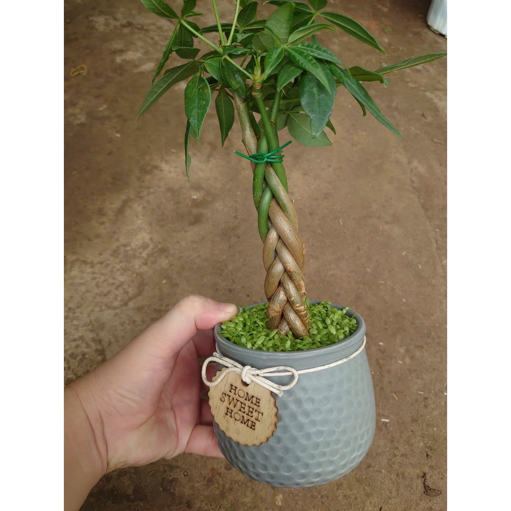 Cây kim ngân xoắn kèm chậu sứ, chậu cây cảnh để bàn hút tài lộc mang đến phong thủy tốt