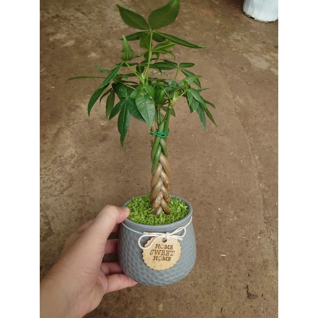 Cây kim ngân xoắn kèm chậu sứ, chậu cây cảnh để bàn hút tài lộc mang đến phong thủy tốt