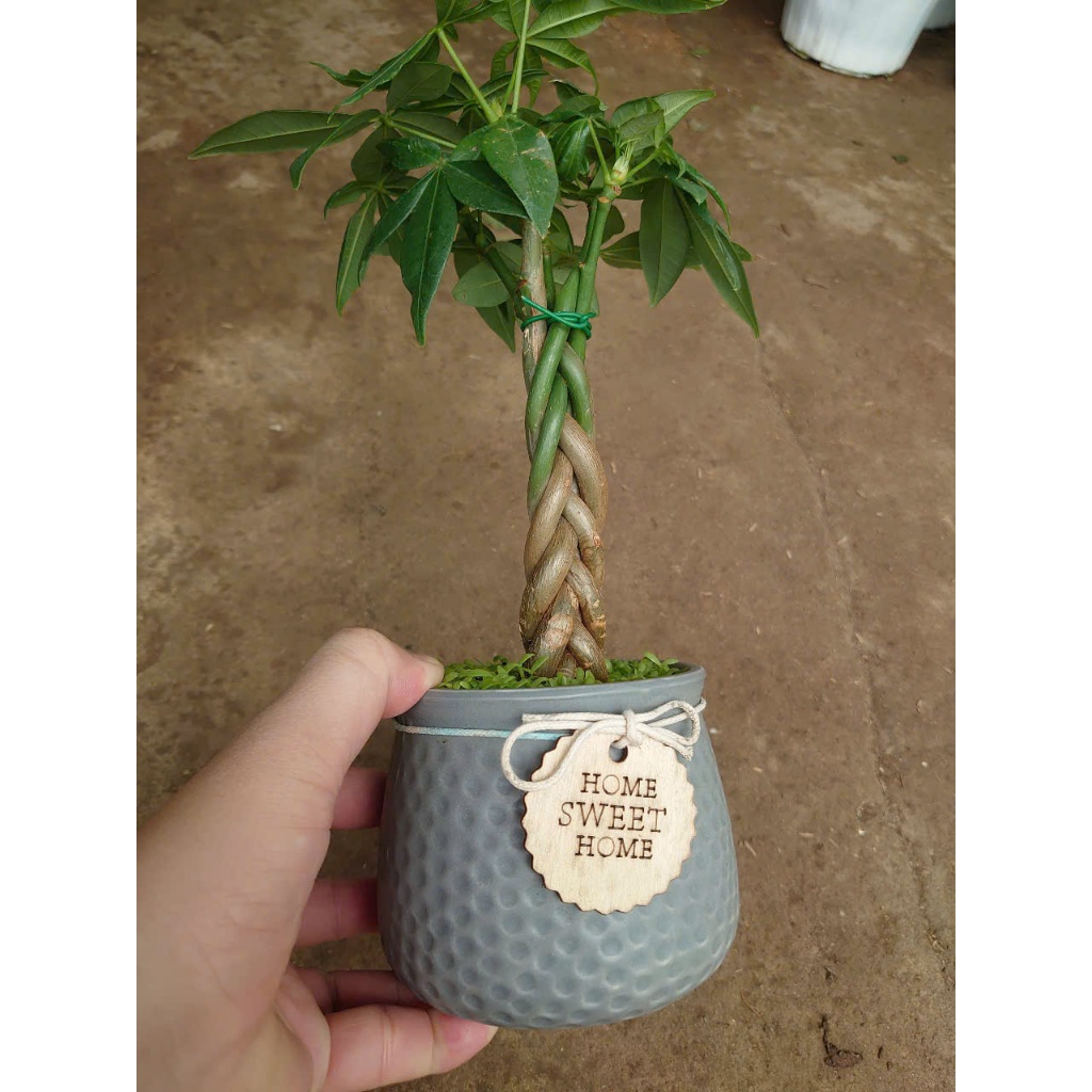 Cây kim ngân xoắn kèm chậu sứ, chậu cây cảnh để bàn hút tài lộc mang đến phong thủy tốt