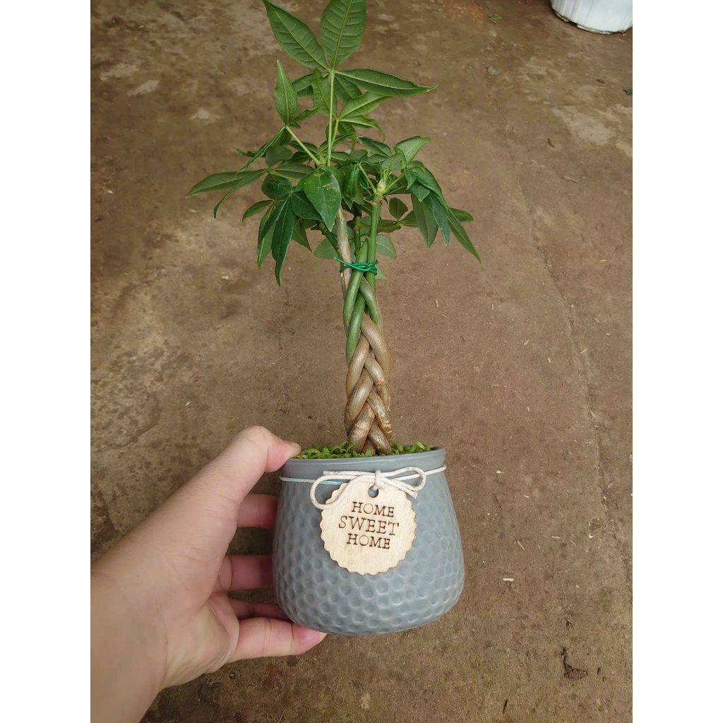 Cây kim ngân xoắn kèm chậu sứ, chậu cây cảnh để bàn hút tài lộc mang đến phong thủy tốt