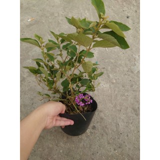 Cây Ngọc Long Châu - cây cảnh trong nhà