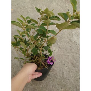 Cây Ngọc Long Châu - cây cảnh trong nhà
