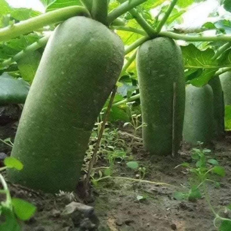 Hạt Giống Củ Cải Đường Xanh F1❤️ Dòn Ngọt Năng Suất Cao