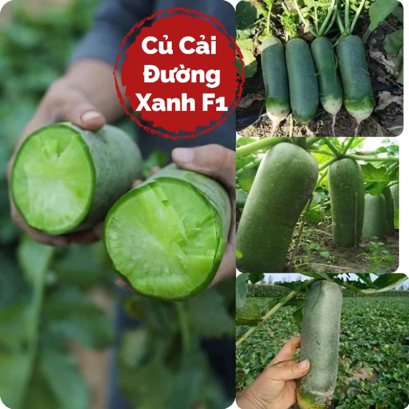 Hạt Giống Củ Cải Đường Xanh F1❤️ Dòn Ngọt Năng Suất Cao