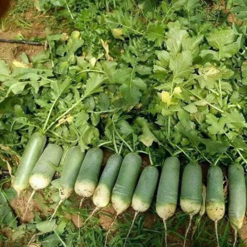 Hạt Giống Củ Cải Đường Xanh F1❤️ Dòn Ngọt Năng Suất Cao