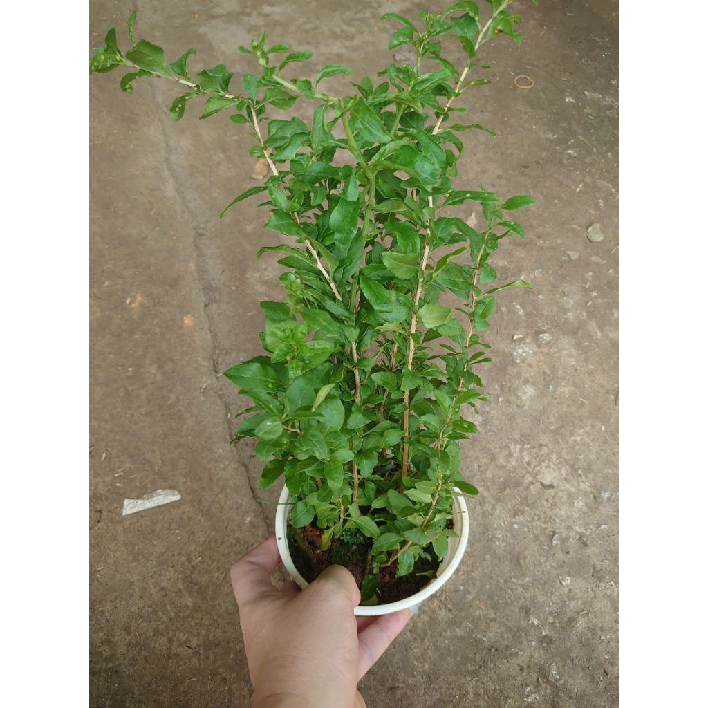 Cây Kỷ Tử - cây dược liệu - cây chuẩn bị cho hoa quả