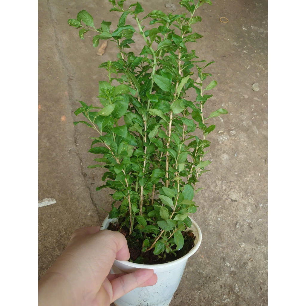 Cây Kỷ Tử - cây dược liệu - cây chuẩn bị cho hoa quả