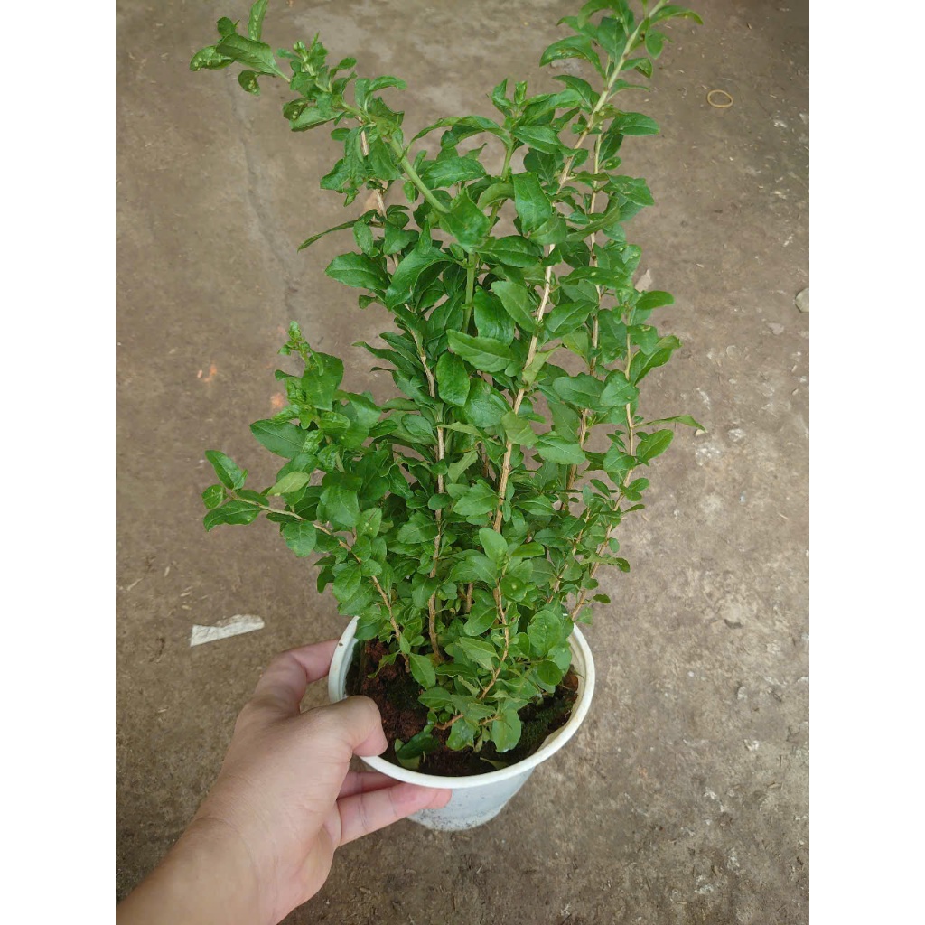 Cây Kỷ Tử - cây dược liệu - cây chuẩn bị cho hoa quả