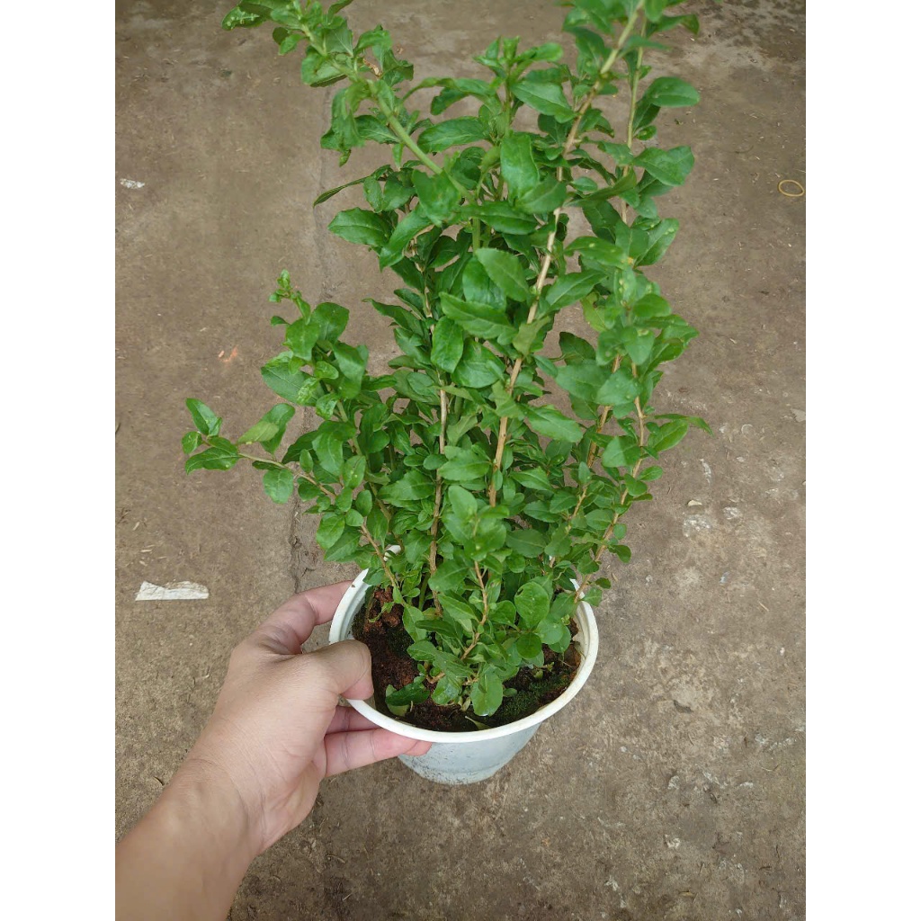 Cây Kỷ Tử - cây dược liệu - cây chuẩn bị cho hoa quả
