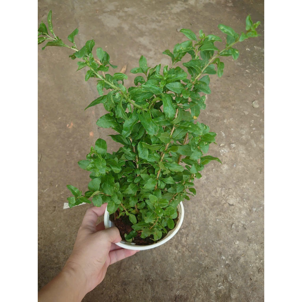 Cây Kỷ Tử - cây dược liệu - cây chuẩn bị cho hoa quả