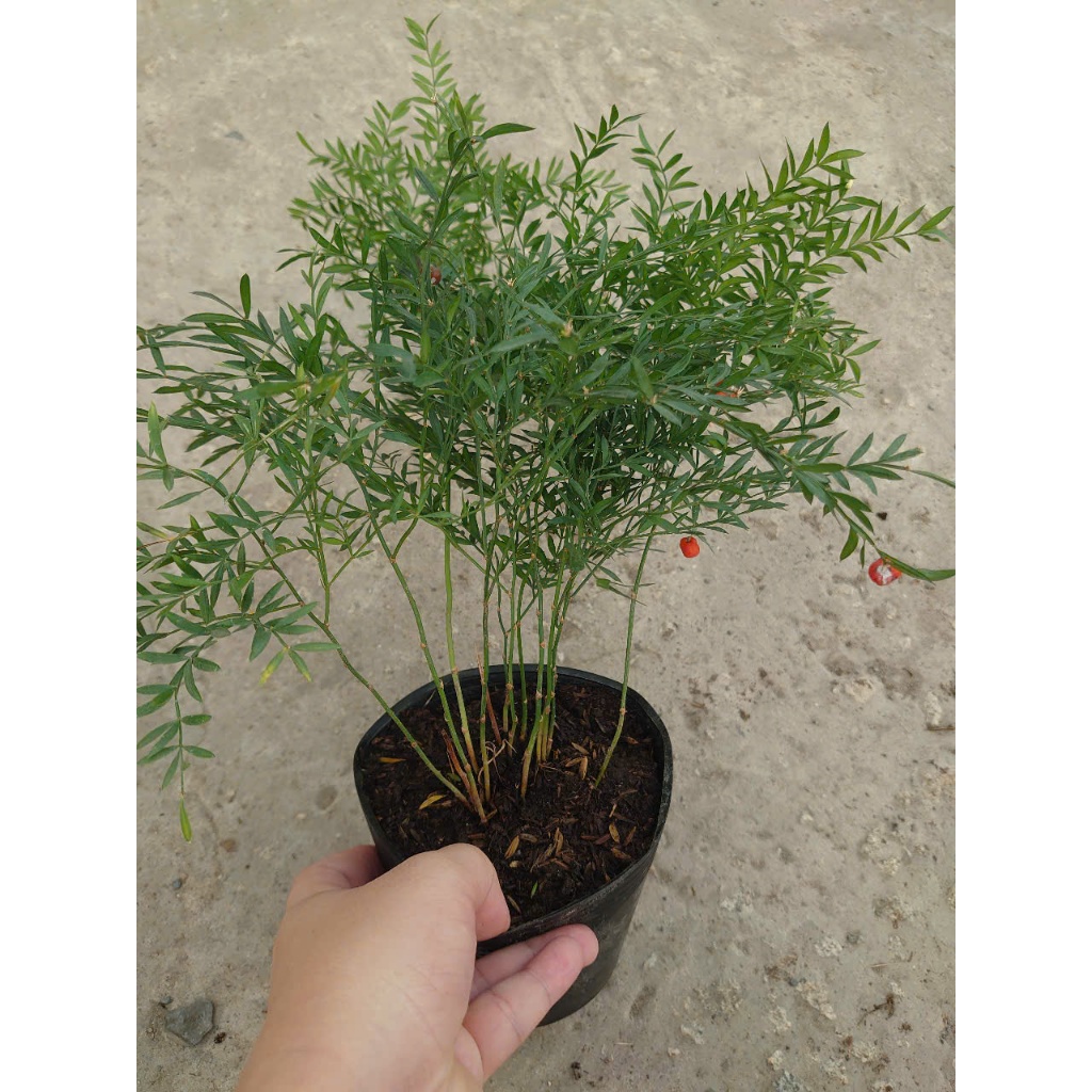 Cây Trúc Tiên - cây cảnh đẹp trang trí tiểu cảnh, hồ bán cạn, làm decor