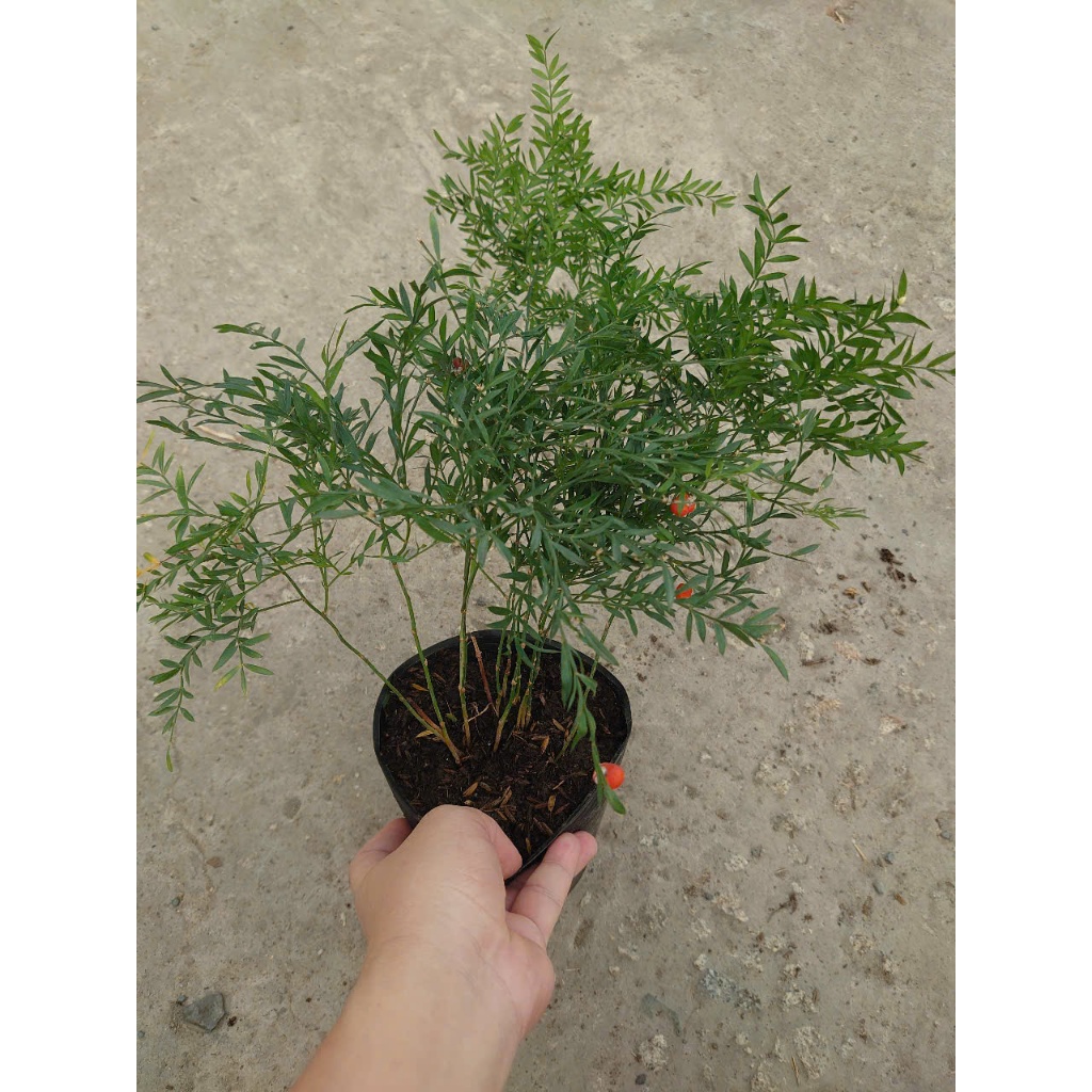 Cây Trúc Tiên - cây cảnh đẹp trang trí tiểu cảnh, hồ bán cạn, làm decor