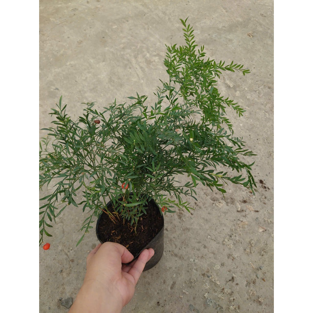 Cây Trúc Tiên - cây cảnh đẹp trang trí tiểu cảnh, hồ bán cạn, làm decor