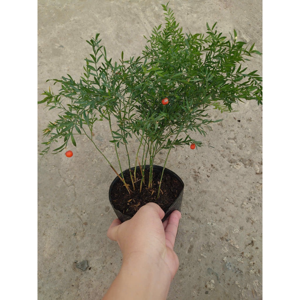 Cây Trúc Tiên - cây cảnh đẹp trang trí tiểu cảnh, hồ bán cạn, làm decor