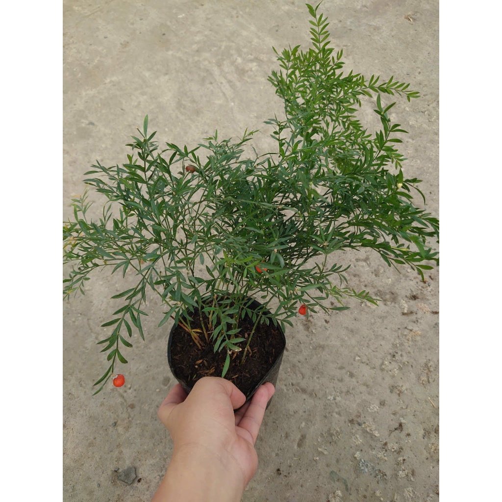 Cây Trúc Tiên - cây cảnh đẹp trang trí tiểu cảnh, hồ bán cạn, làm decor