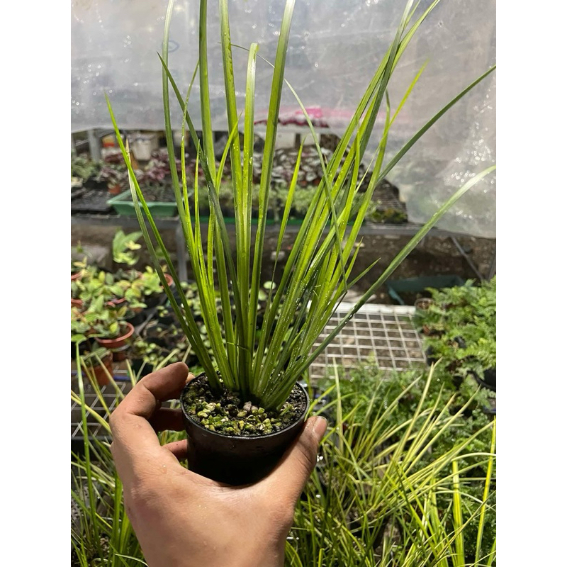 Thạch xương bồ Kim Tiền -Hổ Tu - Hoàng Kim Cơ trang trí bàn trà,tiểu cảnh