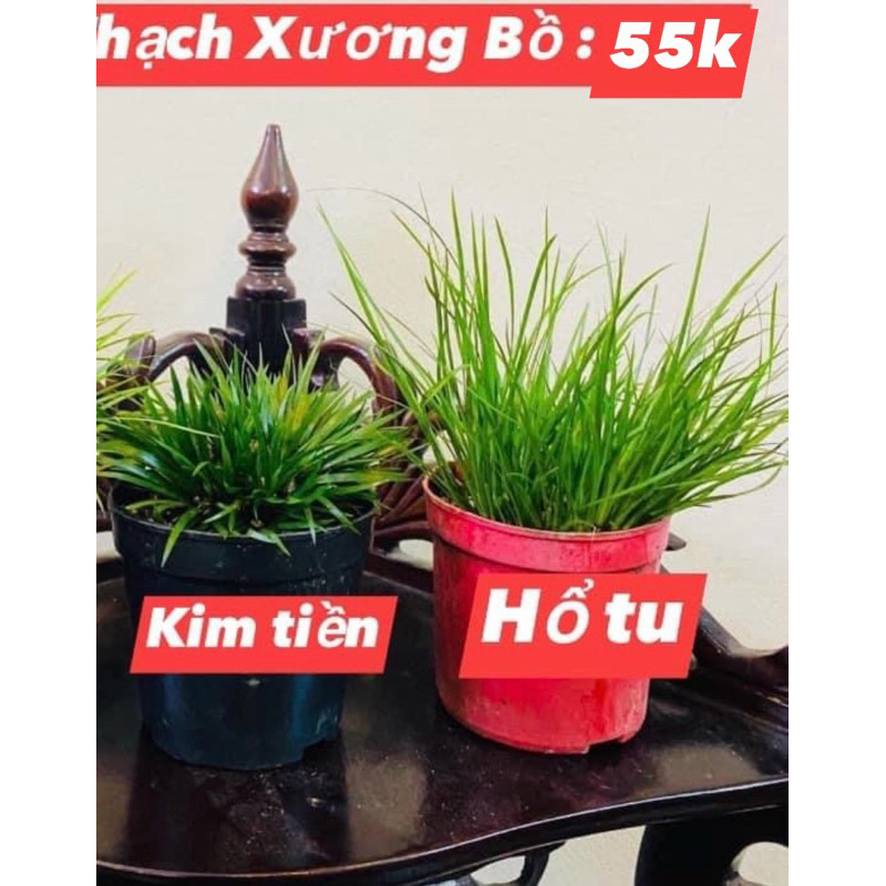 Thạch xương bồ Kim Tiền -Hổ Tu - Hoàng Kim Cơ trang trí bàn trà,tiểu cảnh