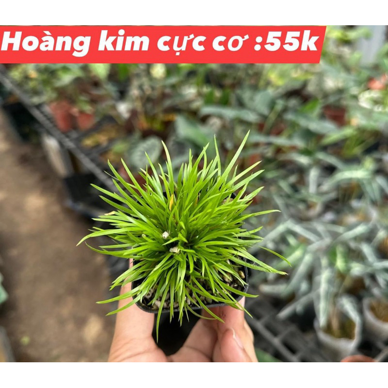 Thạch xương bồ Kim Tiền -Hổ Tu - Hoàng Kim Cơ trang trí bàn trà,tiểu cảnh