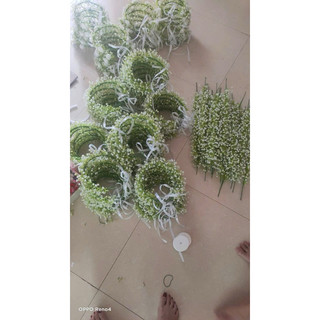 vòng hoa cỏ BaBy đội đầu chụp kỉ yếu