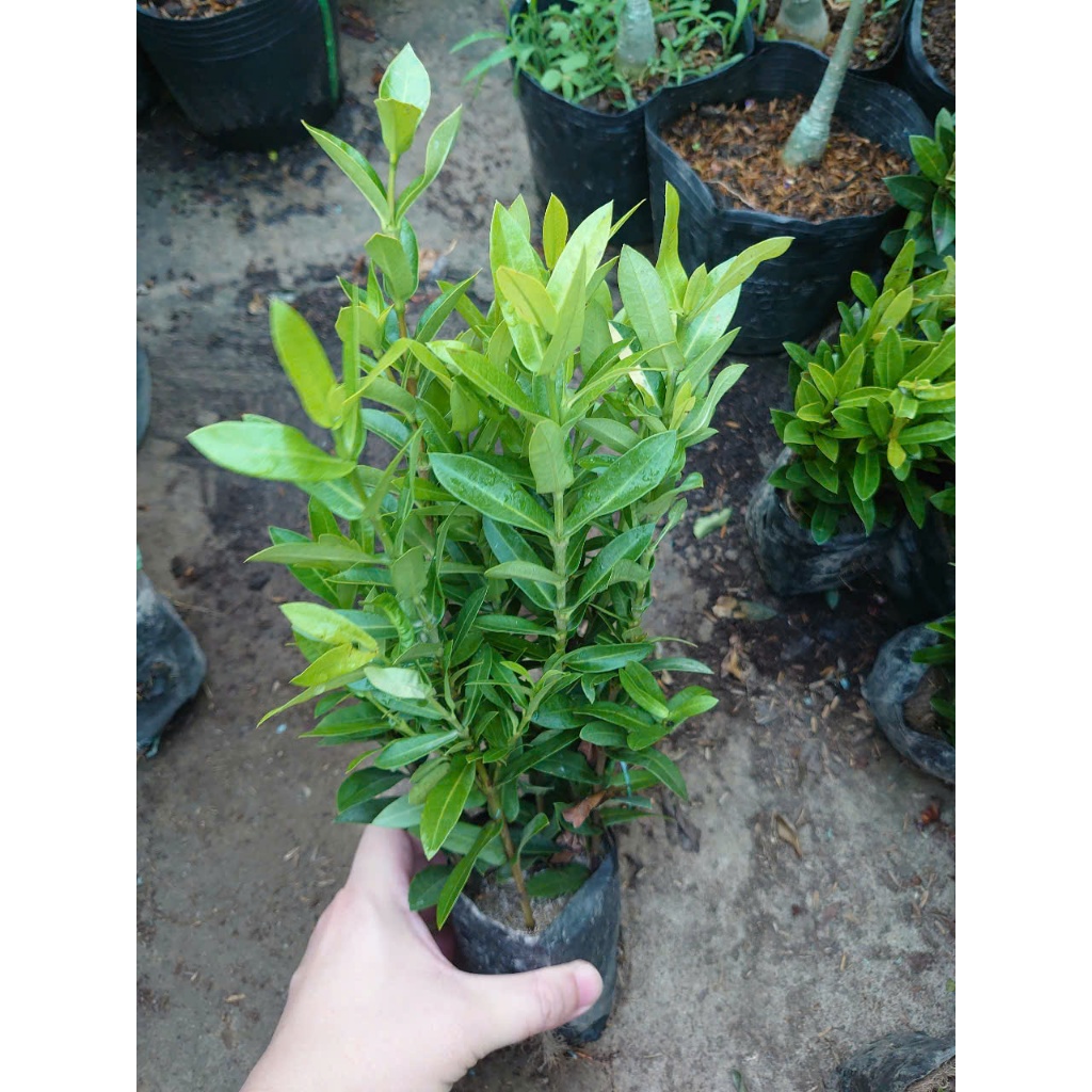 Mẫu đơn ngũ sắc - cây cảnh để bàn