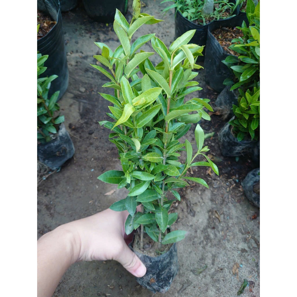 Mẫu đơn ngũ sắc - cây cảnh để bàn