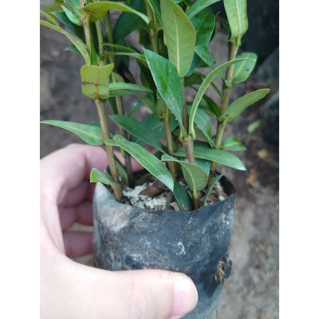 Mẫu đơn ngũ sắc - cây cảnh để bàn