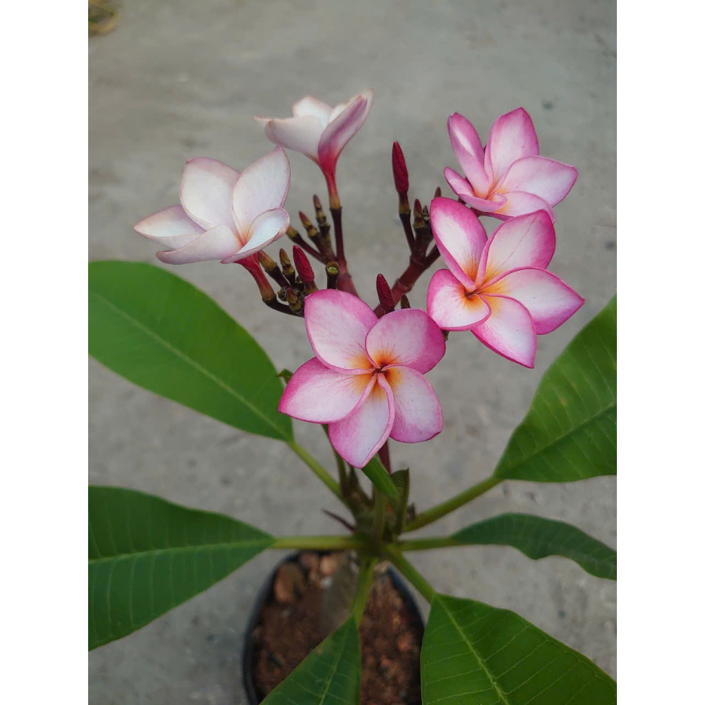 Cây Sứ Đại Đỏ Ấn Độ - cây cảnh đẹp