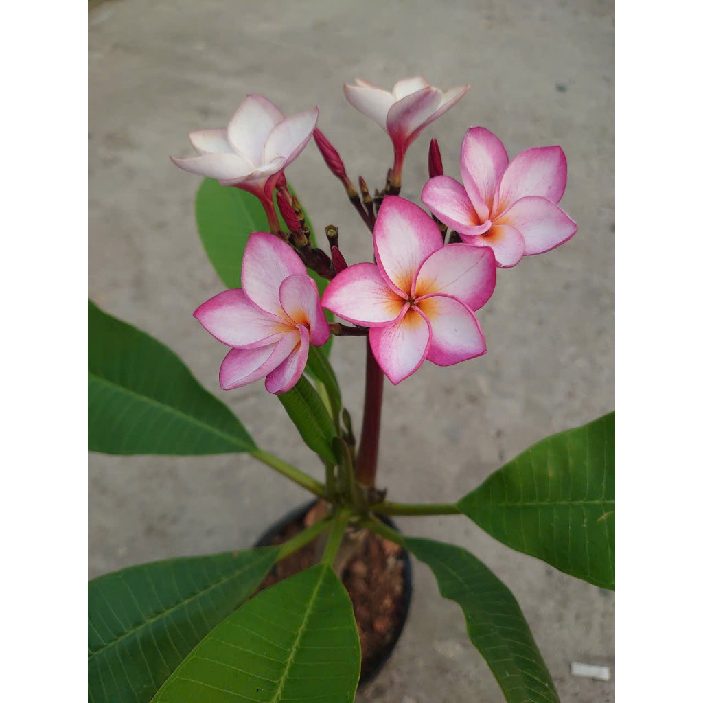 Cây Sứ Đại Đỏ Ấn Độ - cây cảnh đẹp