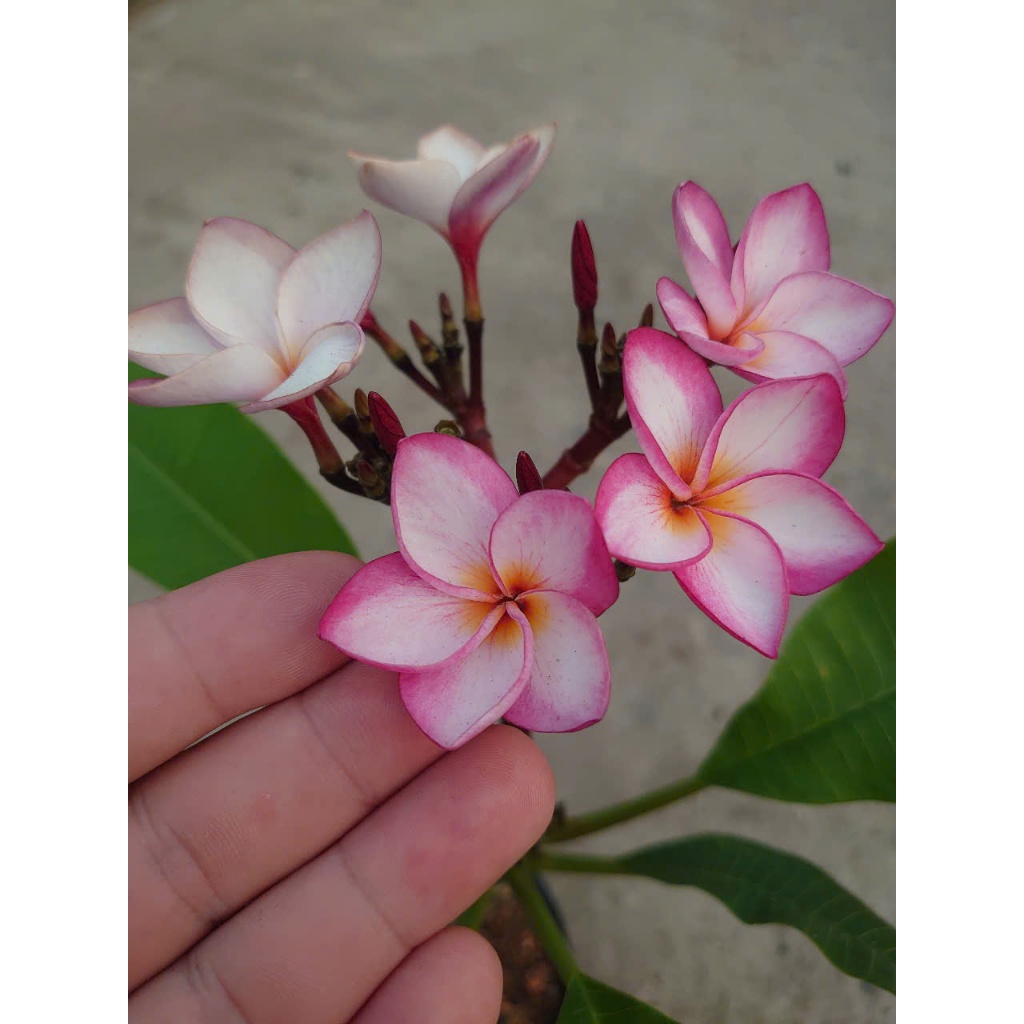 Cây Sứ Đại Đỏ Ấn Độ - cây cảnh đẹp