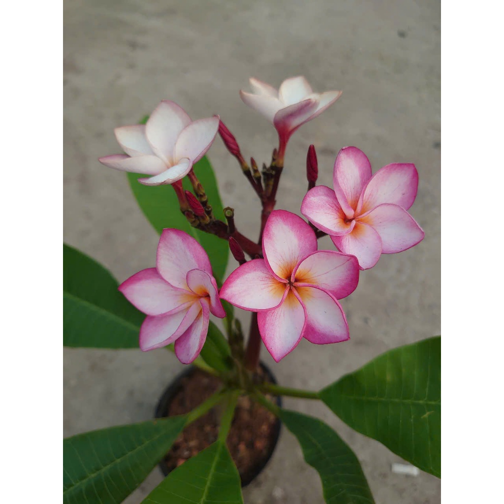 Cây Sứ Đại Đỏ Ấn Độ - cây cảnh đẹp