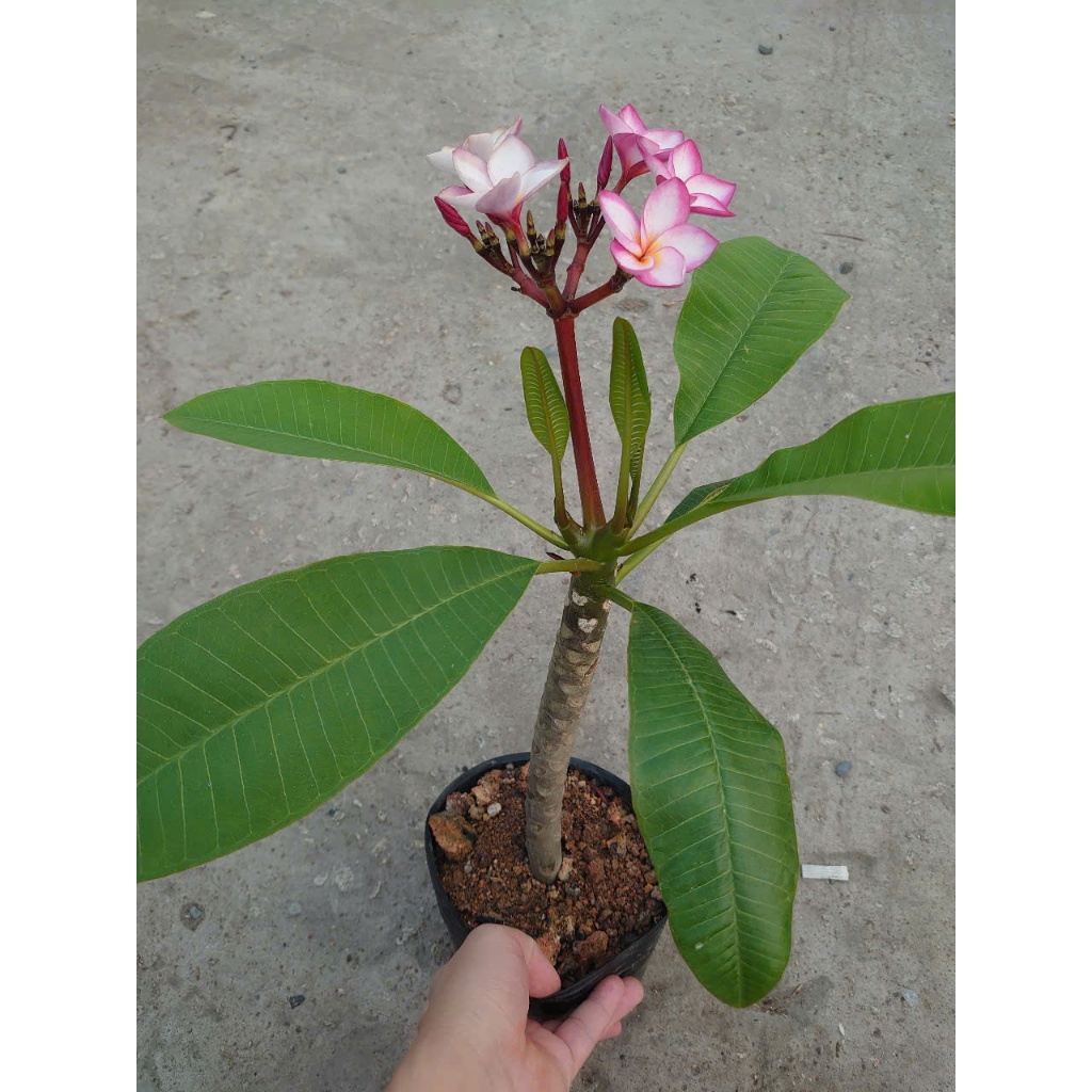 Cây Sứ Đại Đỏ Ấn Độ - cây cảnh đẹp