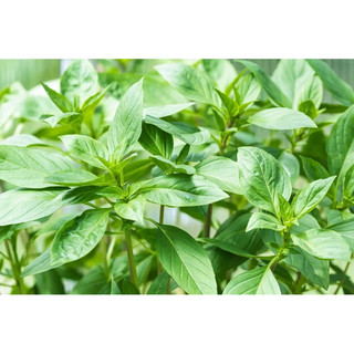 Hạt giống Rau Húng Quế Lá To RADO 25 - Gói 10g