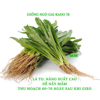 Hạt giống Ngò Gai Rado 76 rau gia vị - Gói 10g