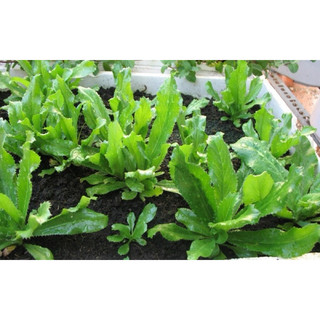 Hạt giống Ngò Gai Rado 76 rau gia vị - Gói 10g