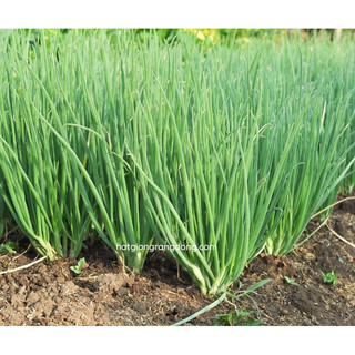 Hạt giống Hành Lá Rado 25 rau gia vị - Gói 2,5g