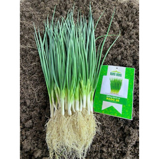 Hạt giống Hành Lá Rado 25 rau gia vị - Gói 2,5g