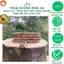 Vòng trầm hương tốc kiến Quảng Nam 7 ly 108 hạt-Thanh lịch An Yên May mắn-Trầm hương Bình An.