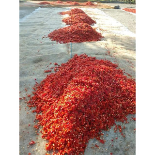Ớt bột Huế siêu cay, thơm,nguyên chất chuẩn vị nhà làm - Đặc sản Huế