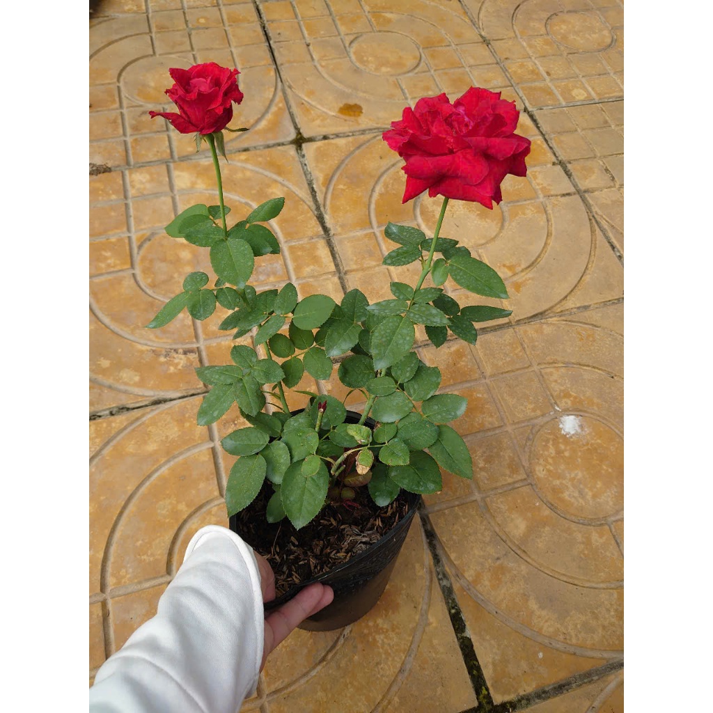 Cây Hoa Hồng Nhung - cây cảnh để bàn