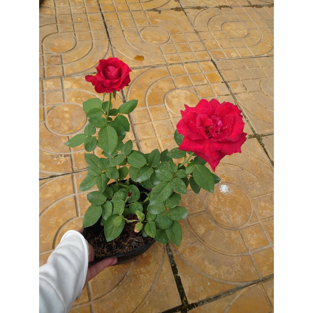 Cây Hoa Hồng Nhung - cây cảnh để bàn