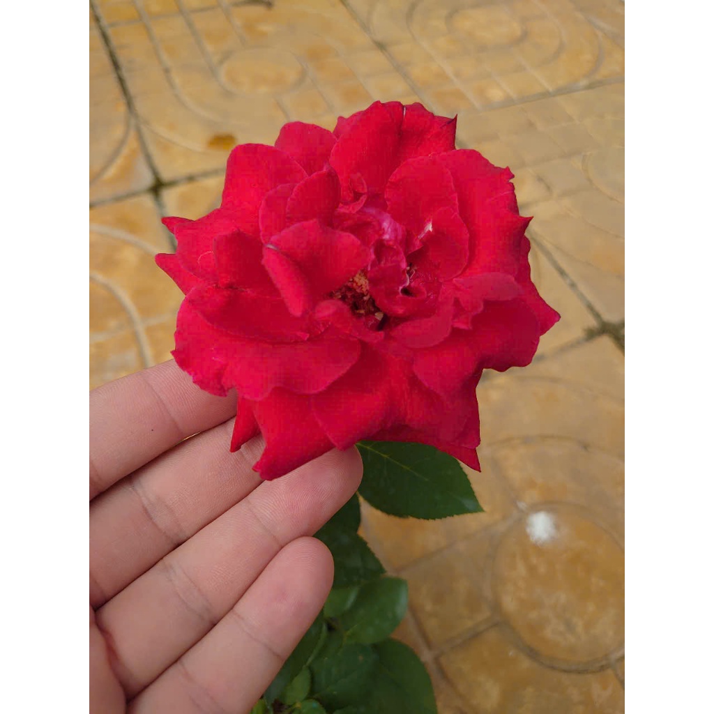 Cây Hoa Hồng Nhung - cây cảnh để bàn