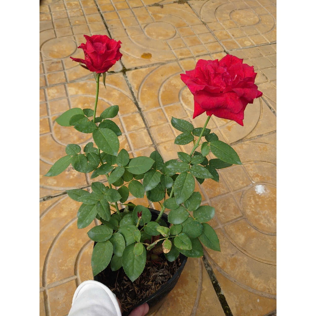 Cây Hoa Hồng Nhung - cây cảnh để bàn