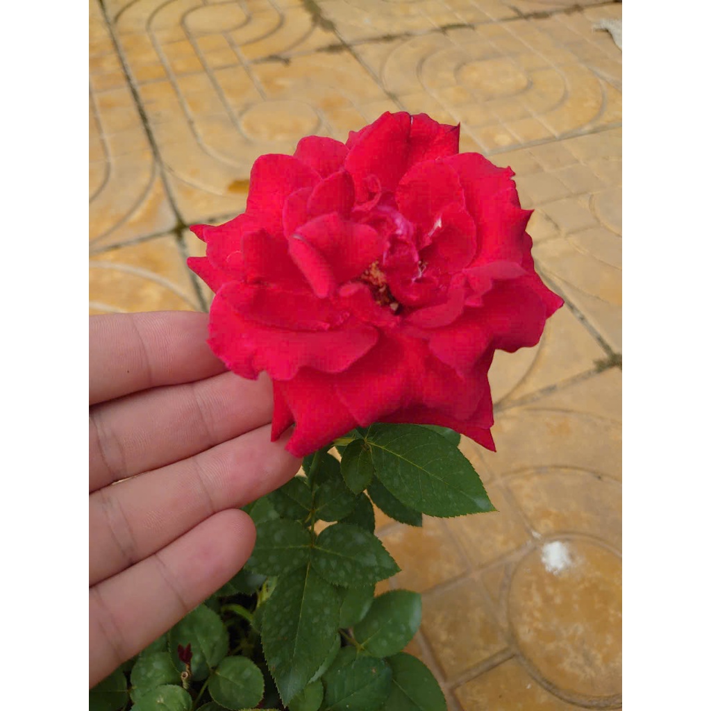 Cây Hoa Hồng Nhung - cây cảnh để bàn