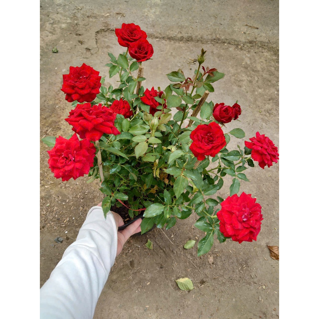 Hoa Hồng Tỉ Muội (Siêu Hoa) - cây cảnh để bàn