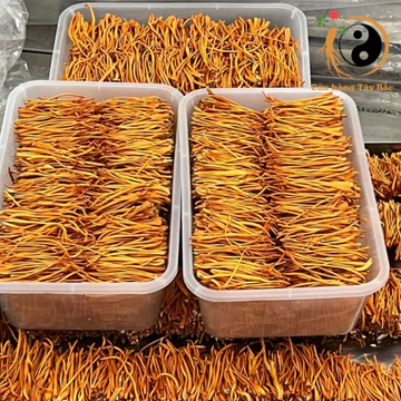 Nấm đông trùng hạ thảo sấy khô thăng hoa Huy Cương (100g) loại 1 sợi đẹp. Đông trùng hạ thảo ngâm rượu, mật ong, pha trà