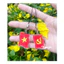 Dây treo 2 mặt hình cờ Đảng,cờ Việt Nam, chất liệu mica trong suốt, dùng làm kỷ niệm, treo điện thoại- Sango