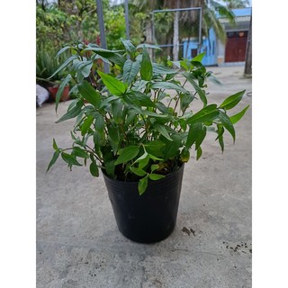 Chậu cây Rau Răm xanh tốt